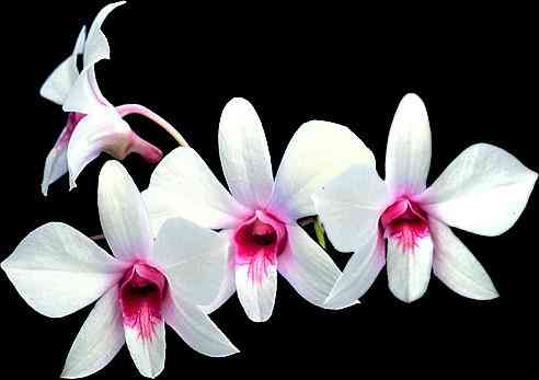 Dendrobium dicuphum
